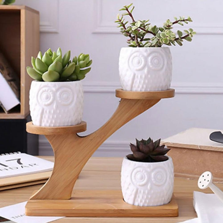 Succulent Pots & Bamboo Shelf